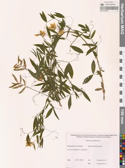 MAG 0011068