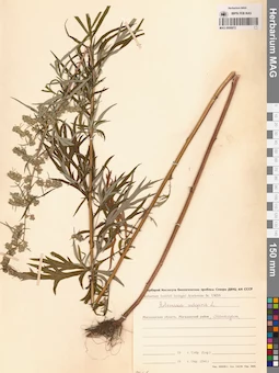 MAG 0006972