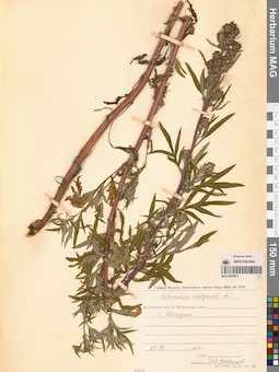 MAG 0006973