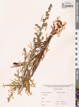 MAG 0006975
