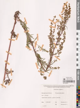 MAG 0006978