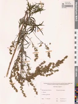 MAG 0006981