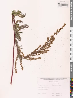 MAG 0006988