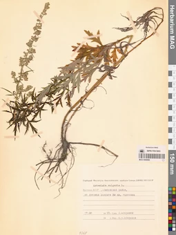 MAG 0006990