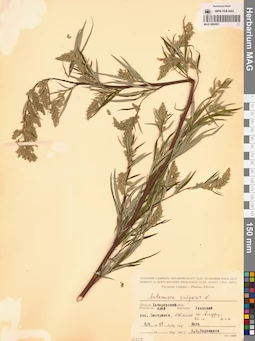 MAG 0006991