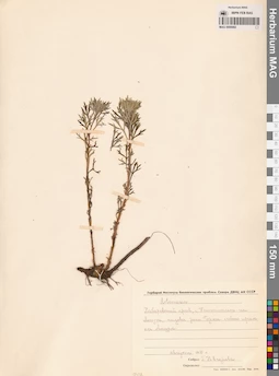 MAG 0006992