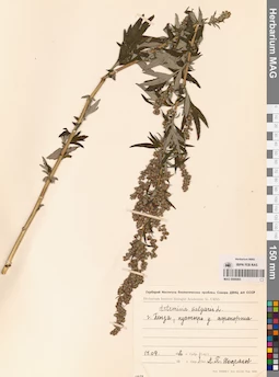 MAG 0006993