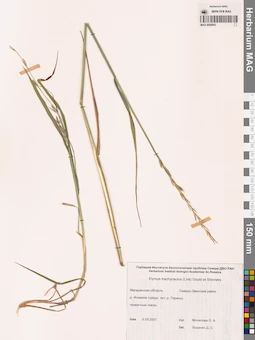 MAG 0008943