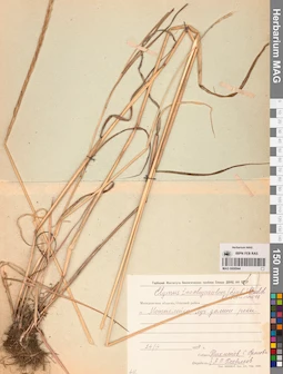 MAG 0008944