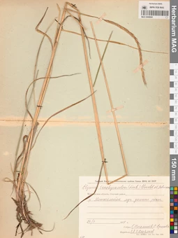 MAG 0008945
