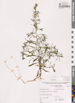 MAG 0022979