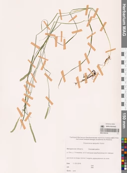 MAG 0024145
