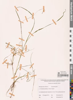 MAG 0024155