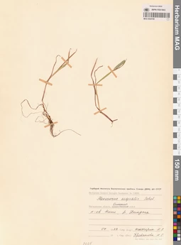 MAG 0024160