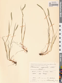 MAG 0024161