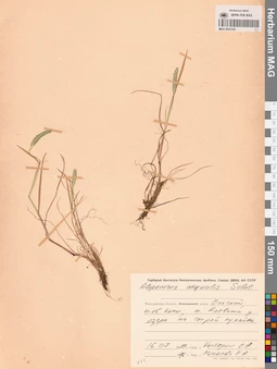 MAG 0024162