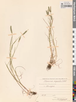 MAG 0024173