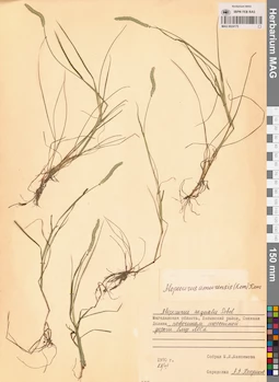 MAG 0024175