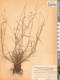MAG 0024183