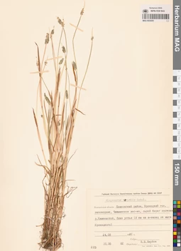 MAG 0024203