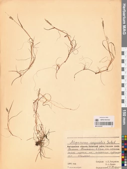 MAG 0024207