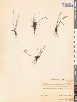 MAG 0024217