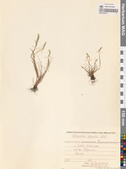 MAG 0024225