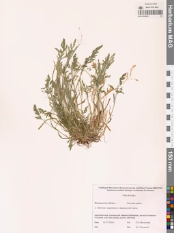 MAG 0004593