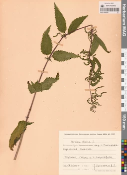MAG 0009504