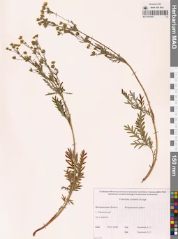 MAG 0010495