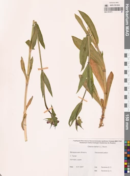 MAG 0010573