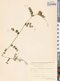 MAG 0010871