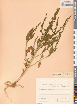 MAG 0010118
