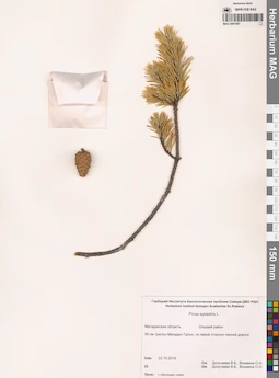 MAG 0001087