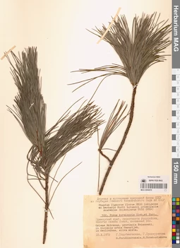 MAG 0004419
