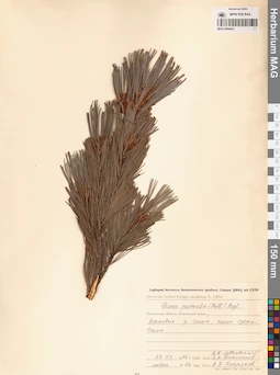 MAG 0004421
