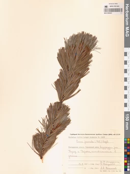 MAG 0004423