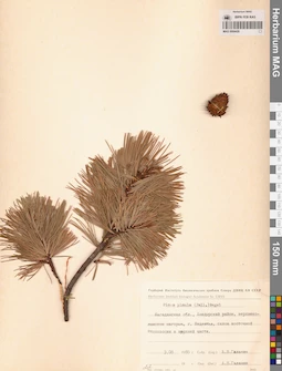 MAG 0004426
