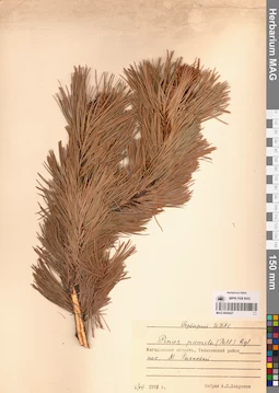 MAG 0004427
