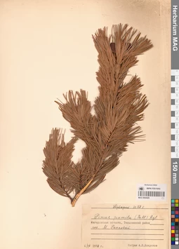 MAG 0004428