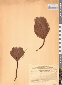 MAG 0004432