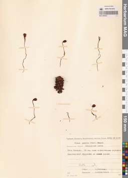 MAG 0004433