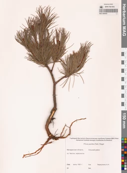 MAG 0004434