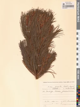 MAG 0004435