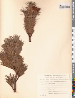 MAG 0004442