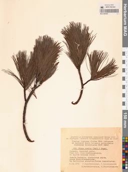 MAG 0004443