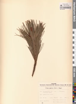 MAG 0004444