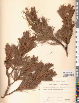 MAG 0004447