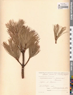 MAG 0004448