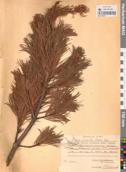 MAG 0004451
